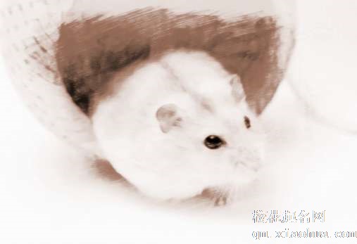 梦见蜘蛛老鼠　周公解梦之梦到蜘蛛老鼠