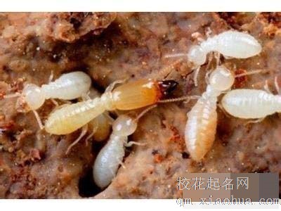 梦见白蚁 白蚂蚁周公解梦，梦见白蚁 白蚂蚁是什么意思？