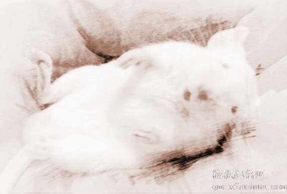 梦见狗吃老鼠　周公解梦之梦到狗吃老鼠