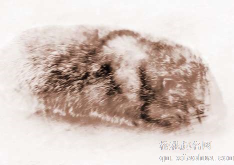 梦见老鼠打洞　周公解梦之梦到老鼠打洞