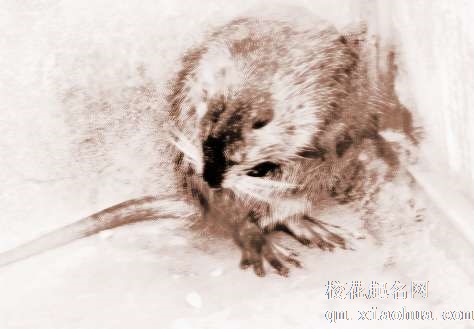 梦见蛇老鼠　周公解梦之梦到蛇老鼠