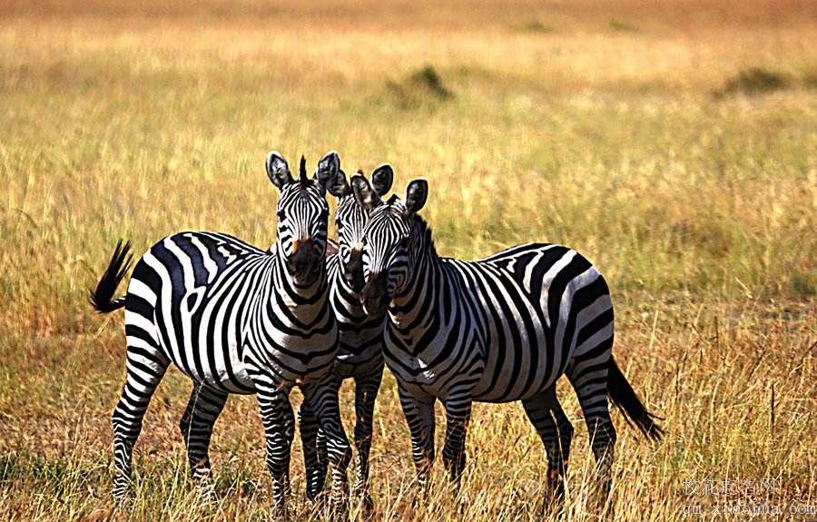 梦见斑马周公解梦，梦见斑马是什么意思？