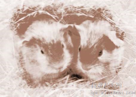 梦见踩到老鼠　周公解梦之梦到踩到老鼠