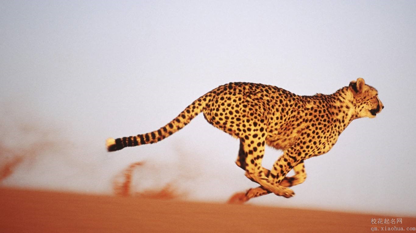 梦见豹子周公解梦，梦见豹子是什么意思？