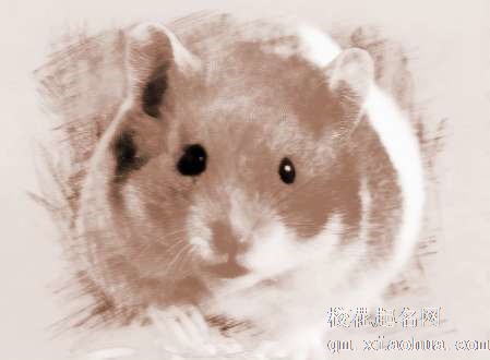 梦见死的老鼠　周公解梦之梦到死的老鼠