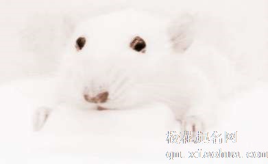 梦见老鼠咬脚　周公解梦之梦到老鼠咬脚