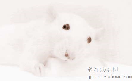 梦见小白老鼠　周公解梦之梦到小白老鼠