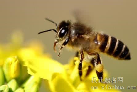 梦见被蜜蜂叮周公解梦，梦见被蜜蜂叮是什么意思？