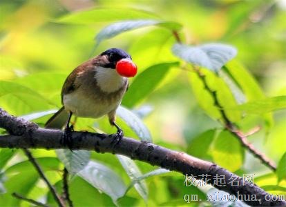 梦见被鸟啄周公解梦，梦见被鸟啄是什么意思？