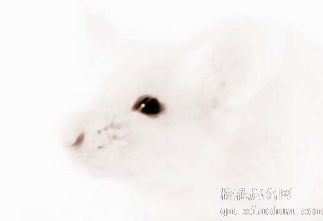 梦见蛇抓老鼠　周公解梦之梦到蛇抓老鼠