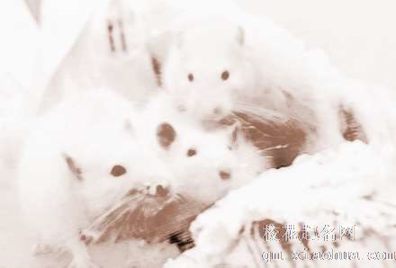 梦见大黑老鼠　周公解梦之梦到大黑老鼠