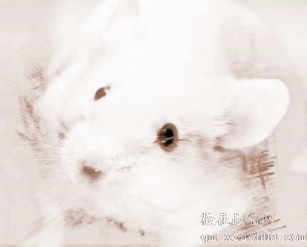 梦见抓到老鼠　周公解梦之梦到抓到老鼠