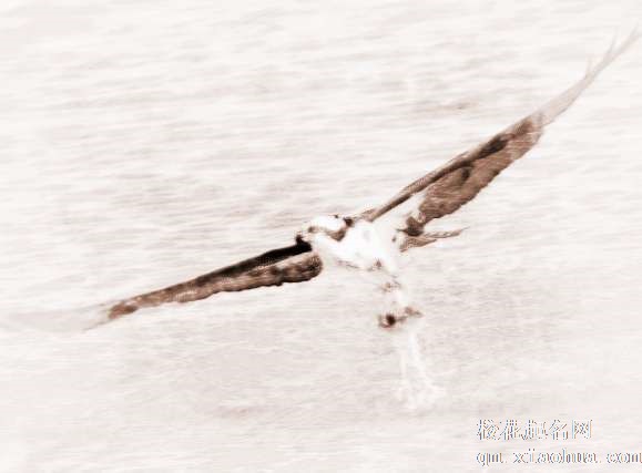 梦见鹗 鱼鹰　周公解梦之梦到鹗 鱼鹰