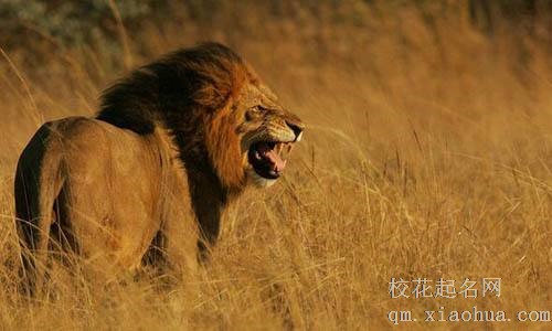 梦见被狮子追周公解梦，梦见被狮子追是什么意思？