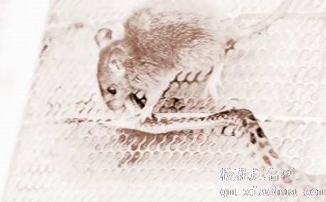 梦见老鼠追　周公解梦之梦到老鼠追