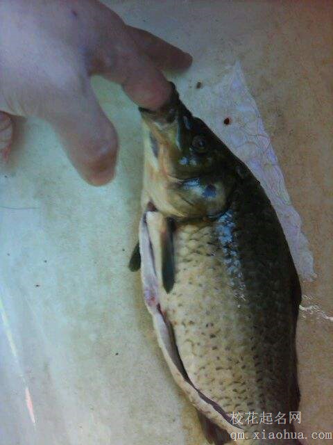 梦见被鱼咬周公解梦，梦见被鱼咬是什么意思？