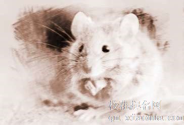 梦见老鼠咬　周公解梦之梦到老鼠咬