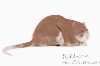 梦见手抓老鼠　周公解梦之梦到手抓老鼠