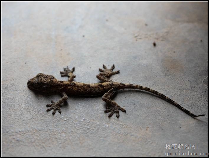 梦见壁虎周公解梦，梦见壁虎是什么意思？