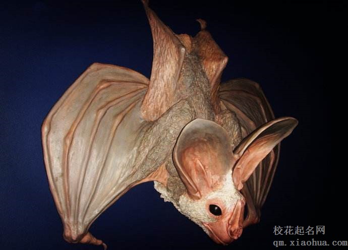 梦见蝙蝠周公解梦，梦见蝙蝠是什么意思？