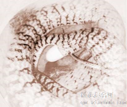 梦见蛇生蛋　周公解梦之梦到蛇生蛋