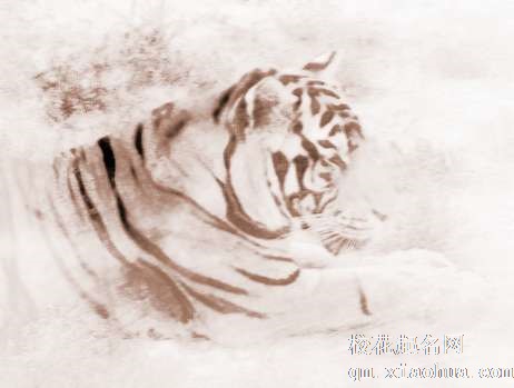 梦见老虎挡路　周公解梦之梦到老虎挡路