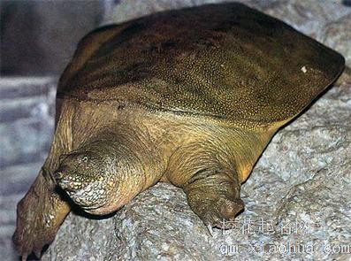 梦见鳖 甲鱼周公解梦，梦见鳖 甲鱼是什么意思？