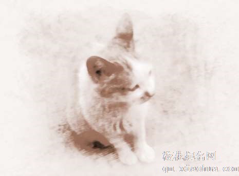 梦见猫抓人　周公解梦之梦到猫抓人