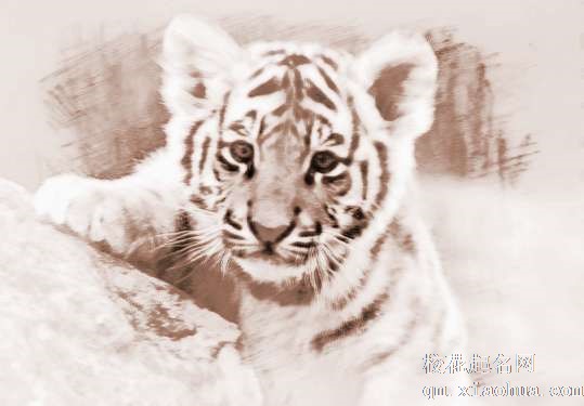 梦见猫和老虎　周公解梦之梦到猫和老虎