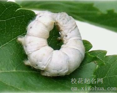 梦见蚕周公解梦，梦见蚕是什么意思？