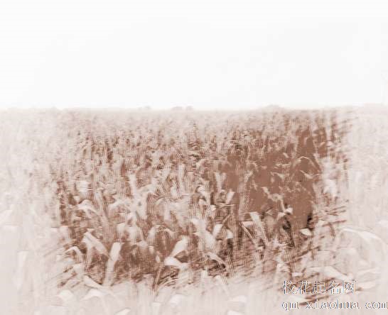 梦见玉米田地　周公解梦之梦到玉米田地