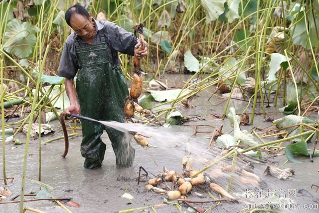 梦见挖莲藕周公解梦，梦见挖莲藕是什么意思？