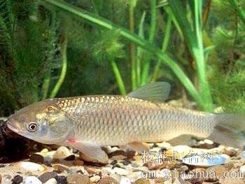 梦见草鱼周公解梦，梦见草鱼是什么意思？