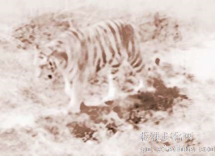 梦见老虎跑　周公解梦之梦到老虎跑