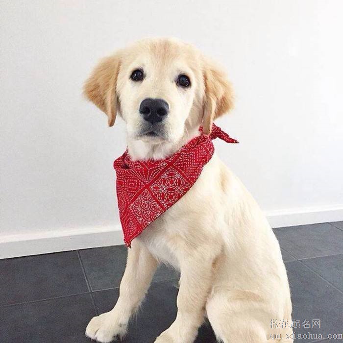 梦见宠物周公解梦，梦见宠物是什么意思？