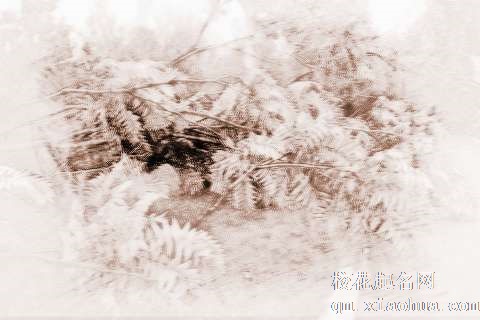 梦见树被刮倒　周公解梦之梦到树被刮倒