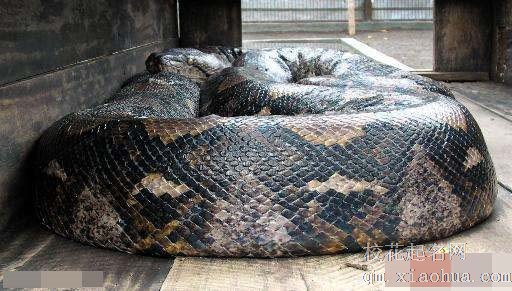 梦见大蛇周公解梦，梦见大蛇是什么意思？