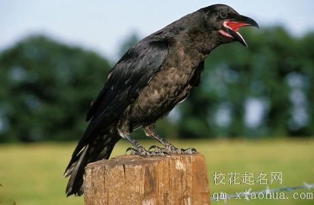 梦见大乌鸦周公解梦，梦见大乌鸦是什么意思？