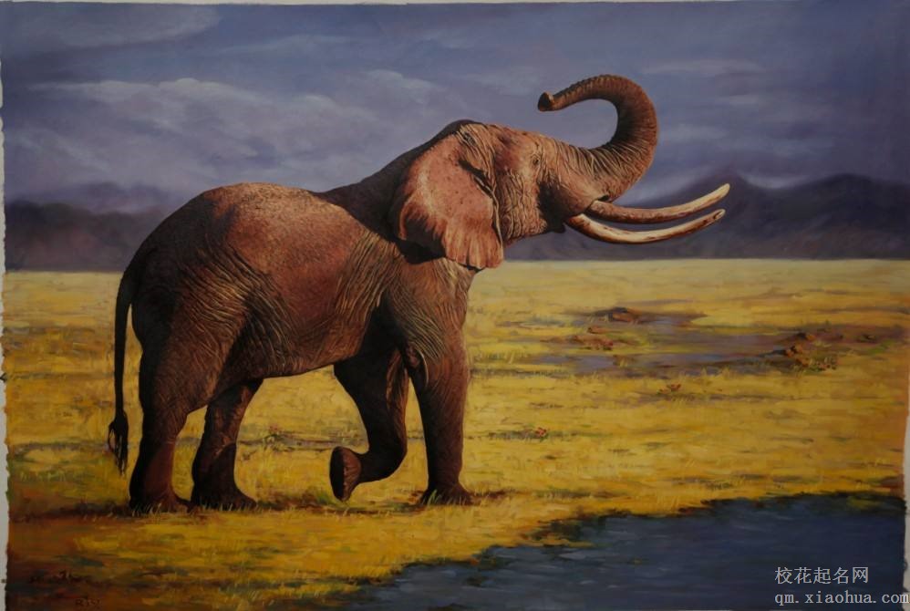 梦见大象周公解梦，梦见大象什么意思？