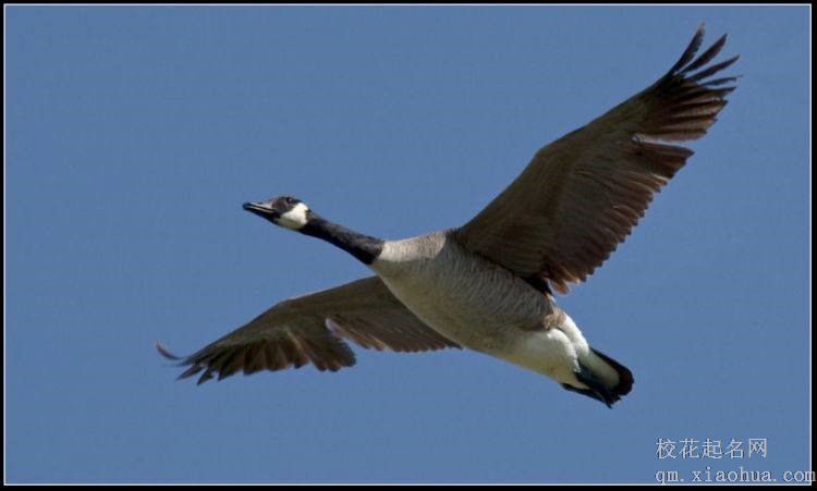 梦见大雁周公解梦，梦见大雁是什么意思？