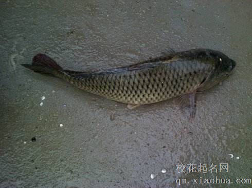 梦见大鱼周公解梦，梦见大鱼是什么意思？