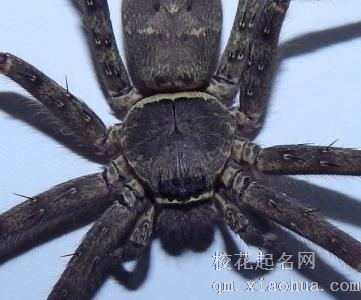 梦见大蜘蛛周公解梦，梦见大蜘蛛是什么意思？