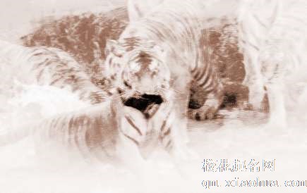 梦见老虎和牛　周公解梦之梦到老虎和牛