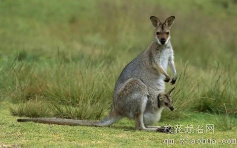 梦见袋鼠周公解梦，梦见袋鼠是什么意思？