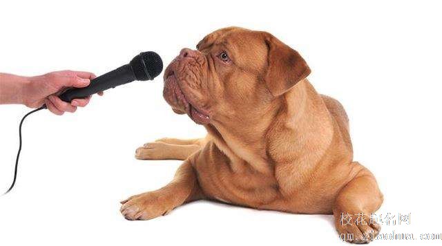 梦见动物说话周公解梦，梦见动物说话是什么意思？