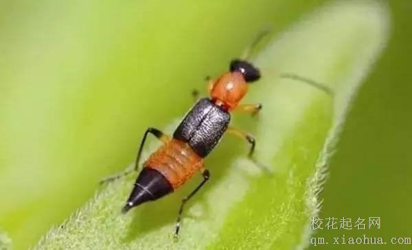 梦见毒虫周公解梦，梦见毒虫是什么意思？