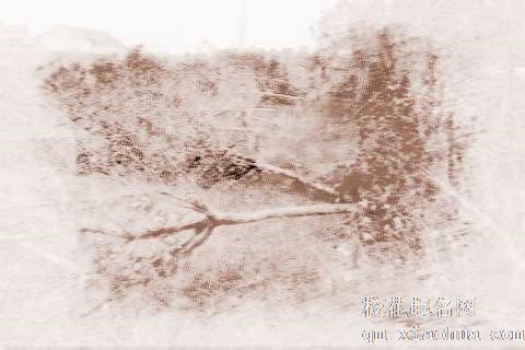 梦见树木倒下　周公解梦之梦到树木倒下