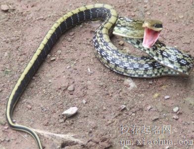 梦见毒蛇周公解梦，梦见毒蛇是什么意思？