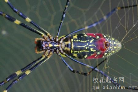 梦见毒蜘蛛周公解梦，梦见毒蜘蛛是什么意思？