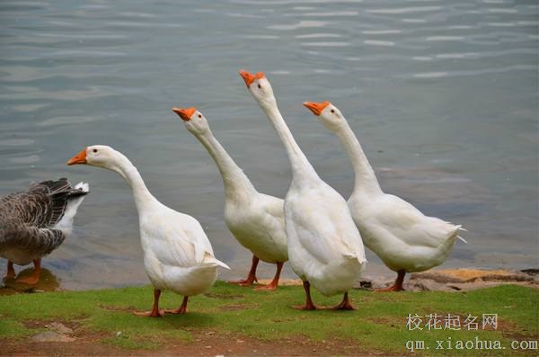 梦见鹅周公解梦，梦见鹅是什么意思？